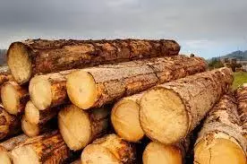 Asta materiale legnoso
